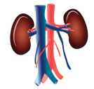Kidney Anatomy