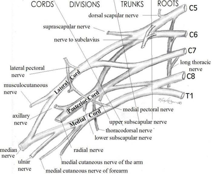 Brachial Plexus diagram: Nerves Trunks Divisions Branches Roots Cords Upper Lower Superior Anterior Suprascapular Medial Lateral Pectoral Dorsal Scapular Subscapular Long Thoracic Thoracodorsal Cutaneous Arm Forearm Subclavian